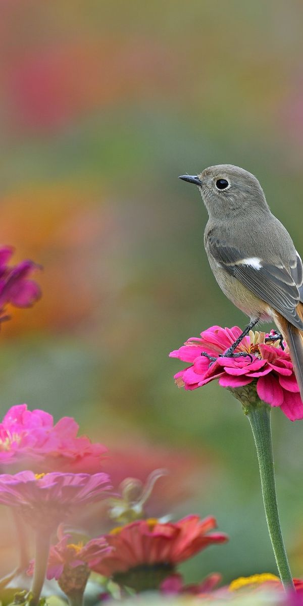 Phone wallpaper: Birds, Flower, Bird, Blur, Animal, Pink Flower free download