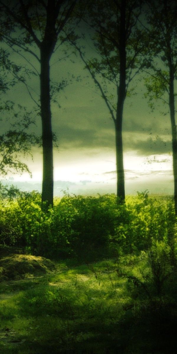 Serene Mobile Wallpaper of a Mystical Forest with Lush Greenery and Trees
