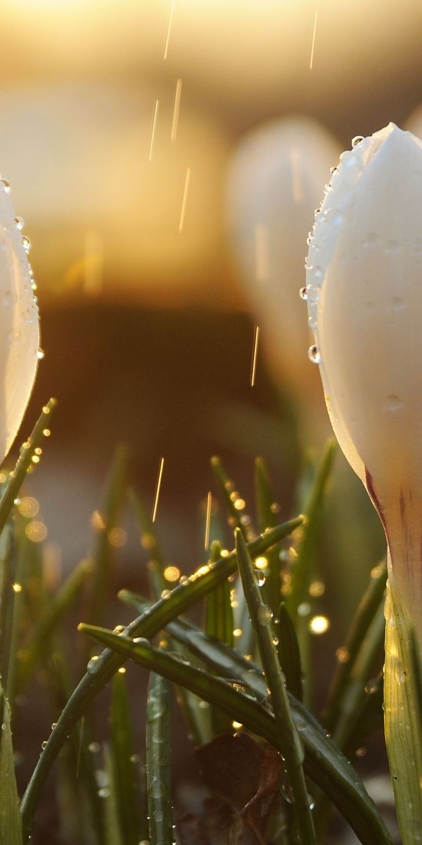 Close-Up of Crocus Flowers with Water Drops - Nature Phone Wallpaper