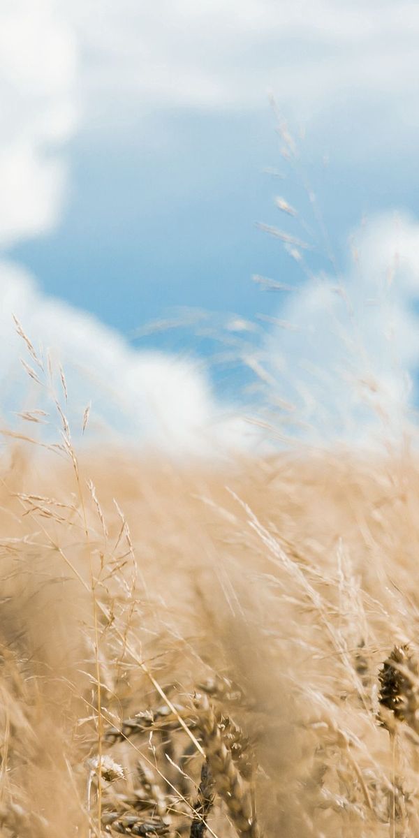Phone wallpaper: Ears, Clouds, Spikes, Field, Sky, Nature, Smooth, Blur free download
