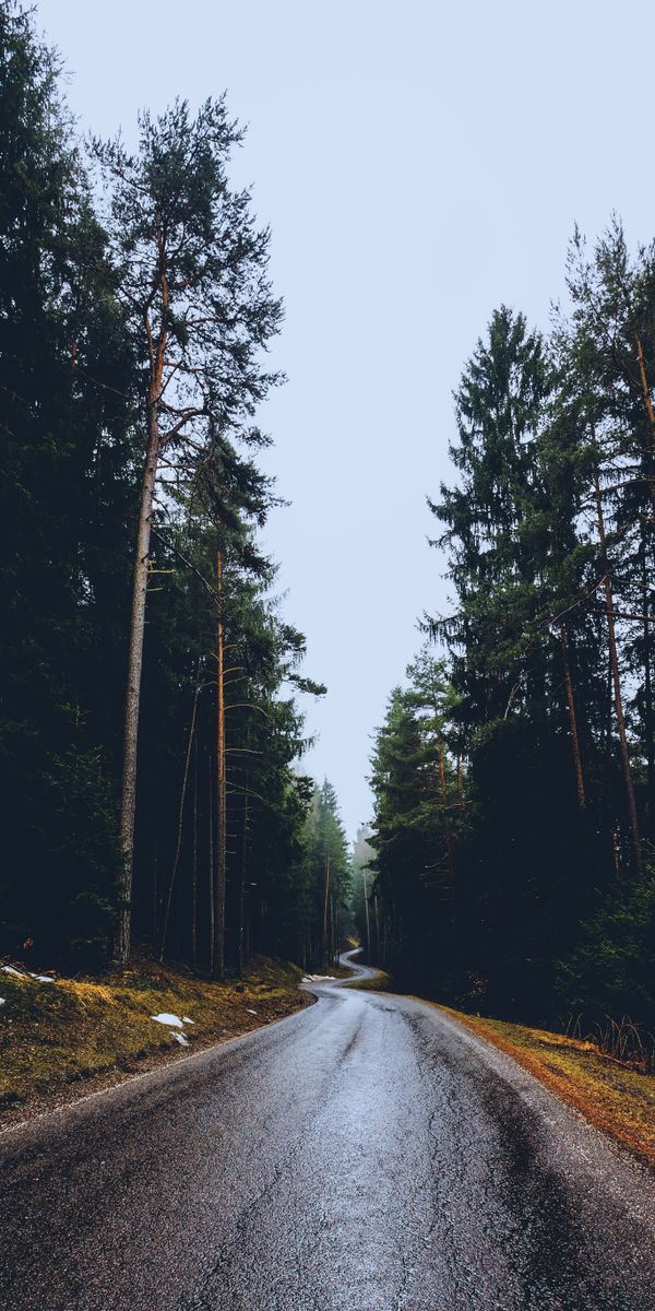 Serene Winding Road Surrounded by Lush Trees - Ideal iPhone Wallpaper