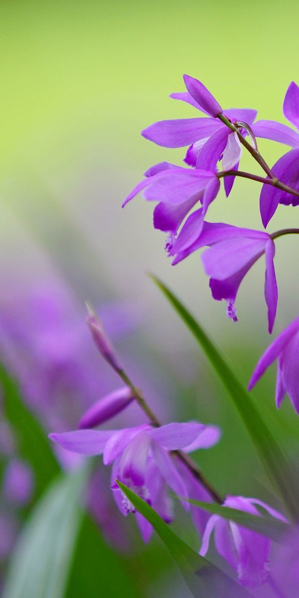 Beautiful purple flower wallpaper for your phone, perfect for nature lovers