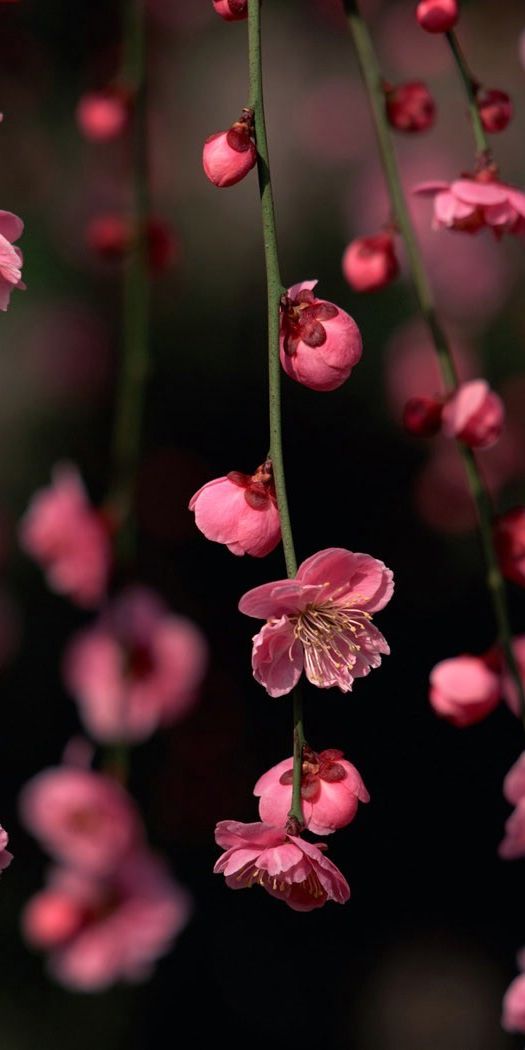 Beautiful HD mobile wallpaper featuring delicate pink flowers on a black background