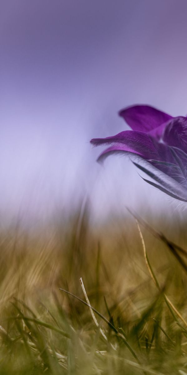 Phone wallpaper: Nature, Flowers, Grass, Flower, Blur, Earth, Purple Flower free download
