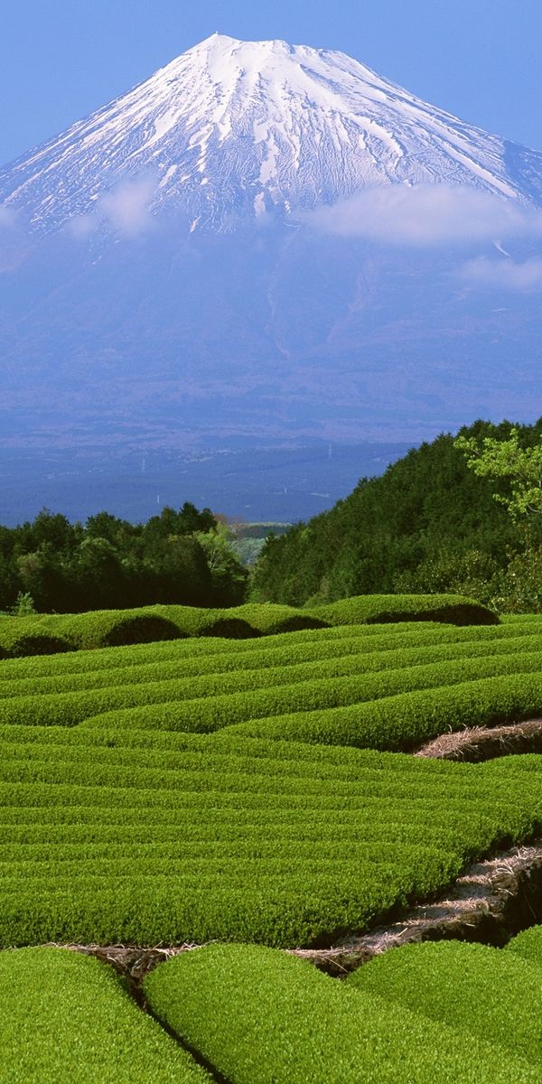 Breathtaking Mount Fuji with Lush Green Tea Fields
