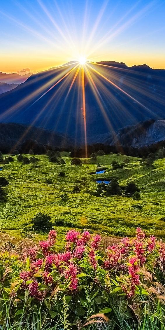 Breathtaking Dawn Landscape with Mountains and Flowers