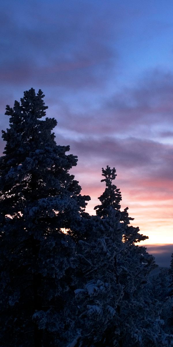 Serene Winter Forest at Dusk: 4K Phone Wallpaper of Snowy Trees and Sunset