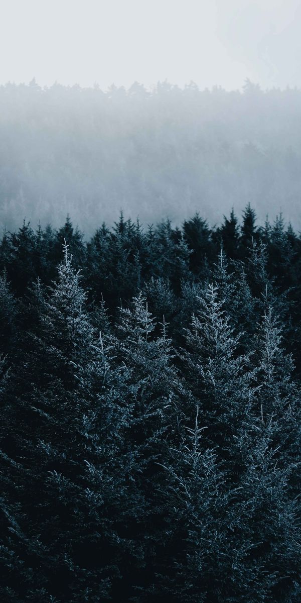 Phone wallpaper: Nature, Spruce, Forest, Fir, Fog, Trees free download