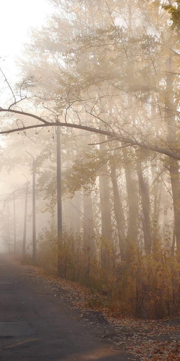 Phone wallpaper: Haze, Trees, Track, Branch, Sun, Nature, Shine, Light, Silhouette, Autumn free down