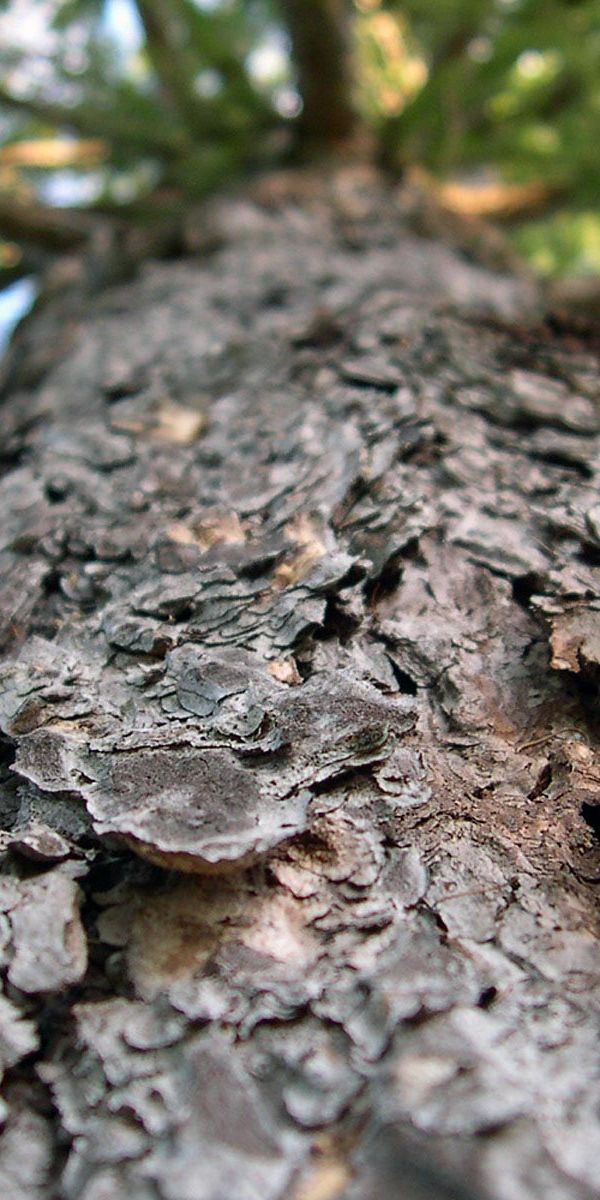 Explore the beauty of nature with this tree trunk iPhone background