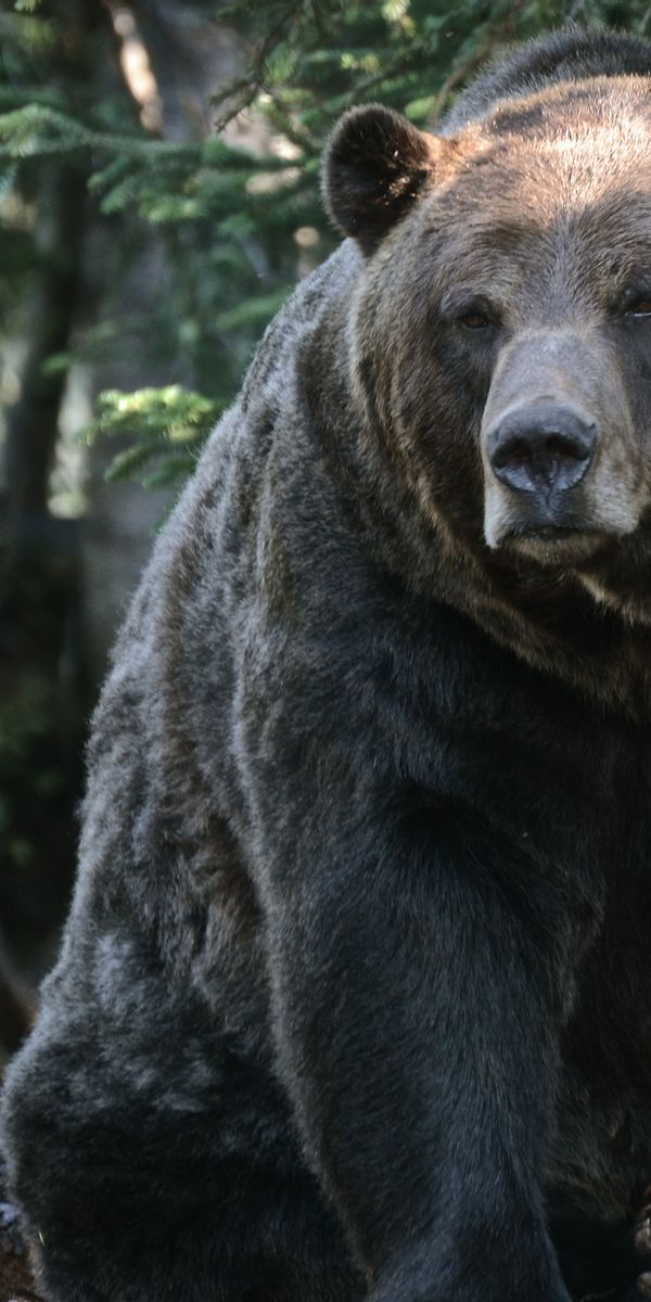 Phone wallpaper: Grizzly, Grizzly Bear, Animals, Forest, Trees, Bear free download