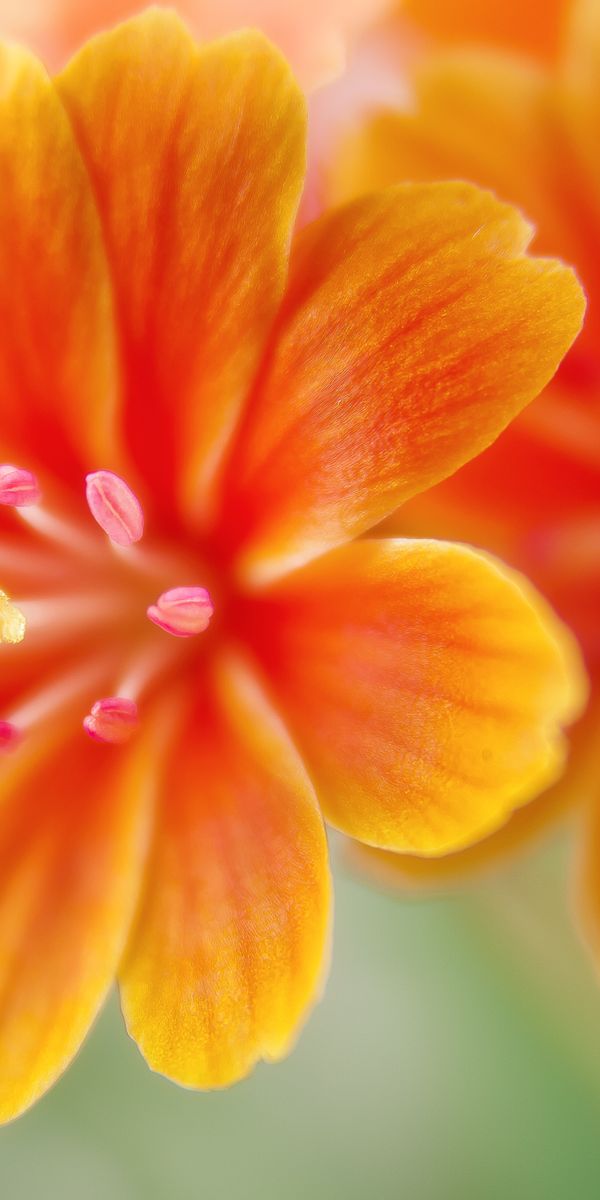 Phone wallpaper: Flowers, Flower, Earth, Orange Flower, Lewisia free download