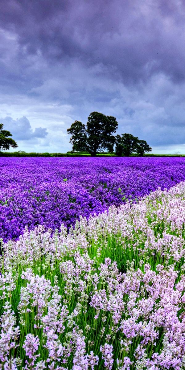 Lavender Field in Spring Under Dramatic Clouds