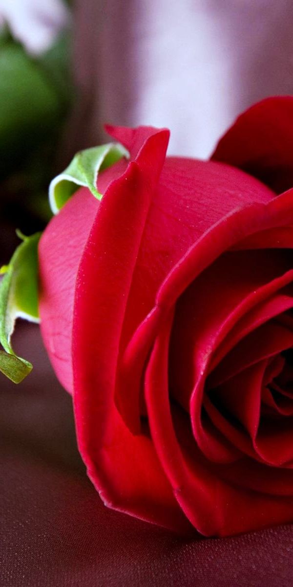 Beautiful red rose phone wallpaper in 4K for a vibrant spring feel