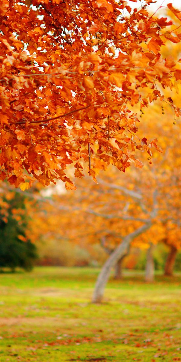 Autumn Landscape with Orange Leaves