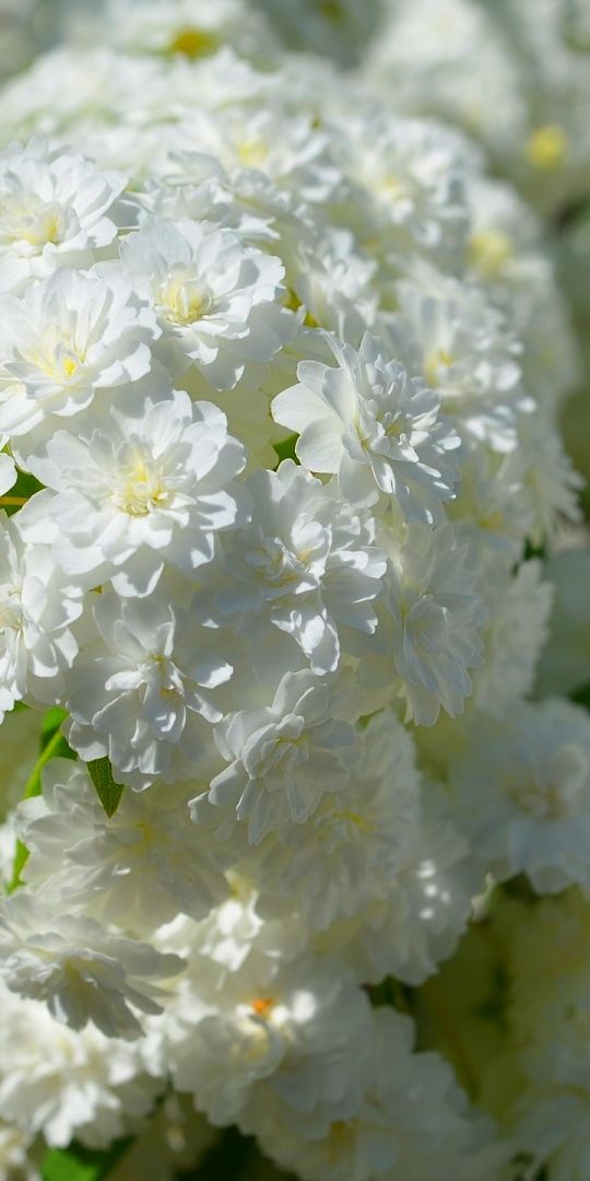 Phone wallpaper: May Bush, Rosaceae, Spiraea, Bush, Blur, Plant, Close Up, White Flower, Blossom, Fl