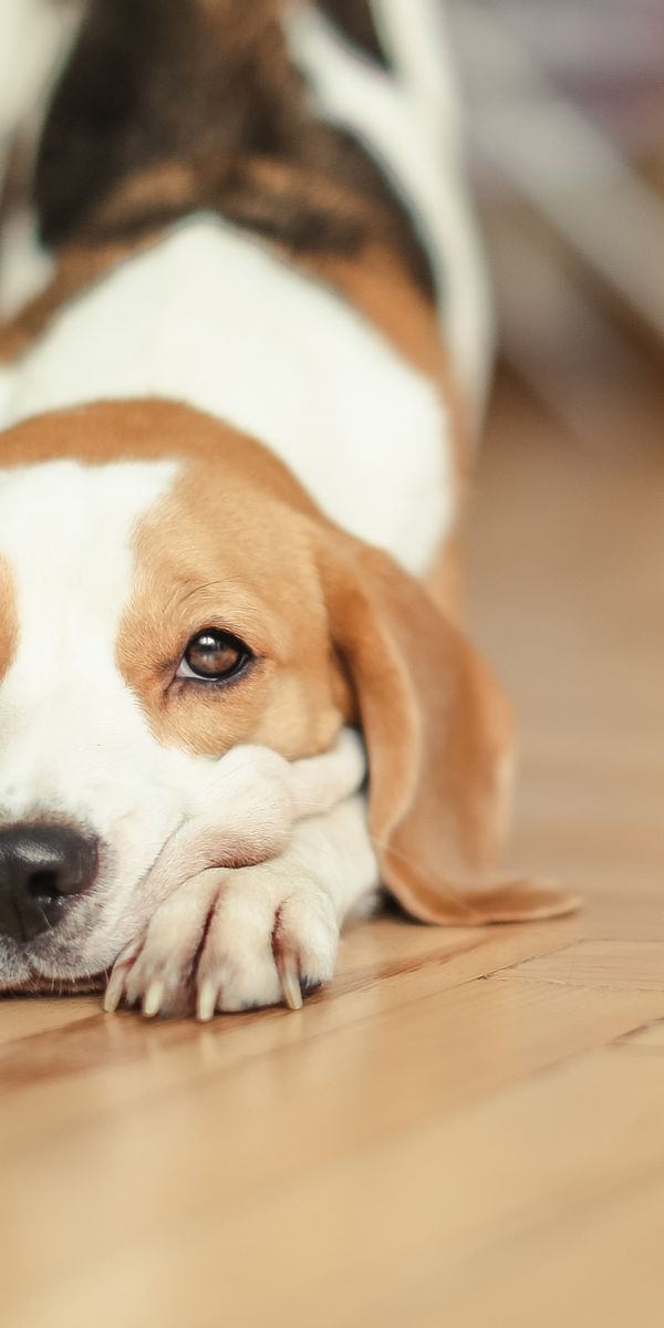 Phone wallpaper: Dogs, Dog, Muzzle, Blur, Animal, Beagle free download
