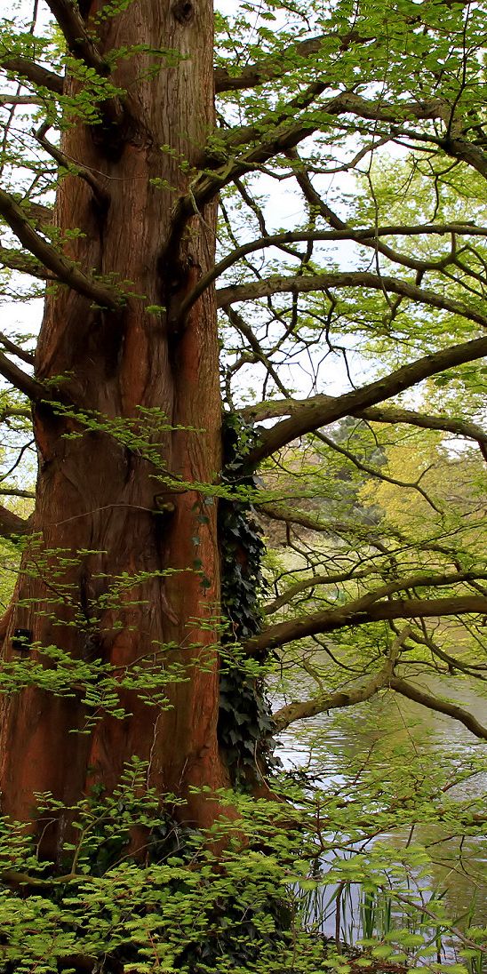 Serene Tree by the Water – A Tranquil Mobile Wallpaper