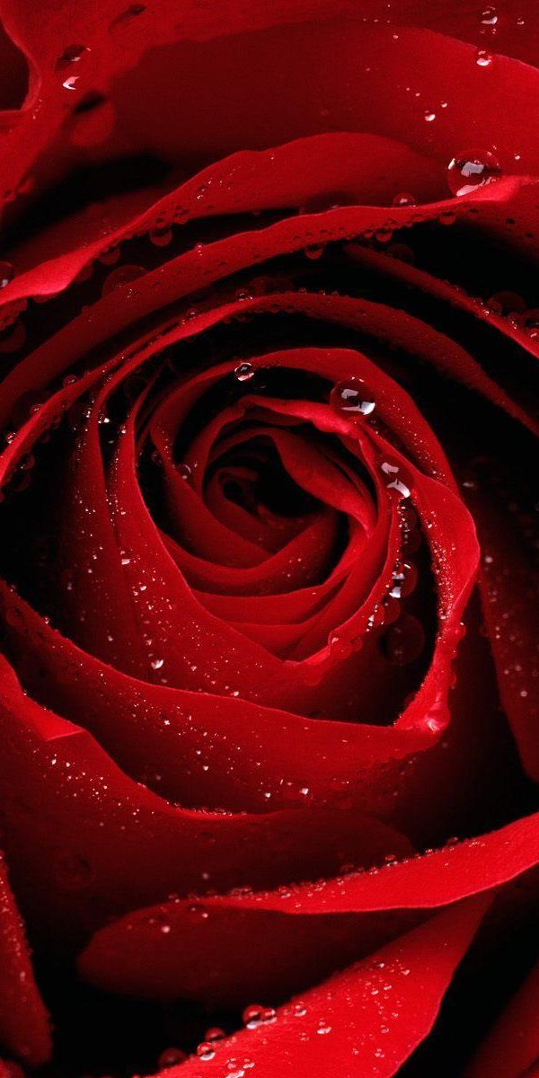 Close-Up of a Beautiful Red Rose with Dew Drops