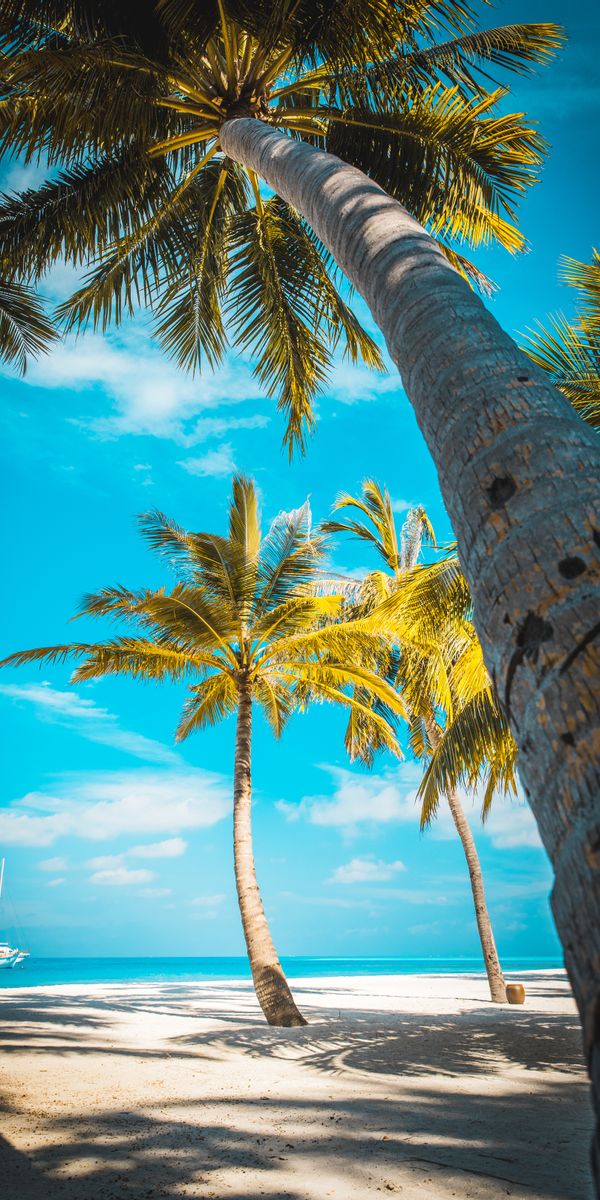 Tropical Paradise Beach with Palms and Clear Blue Sky