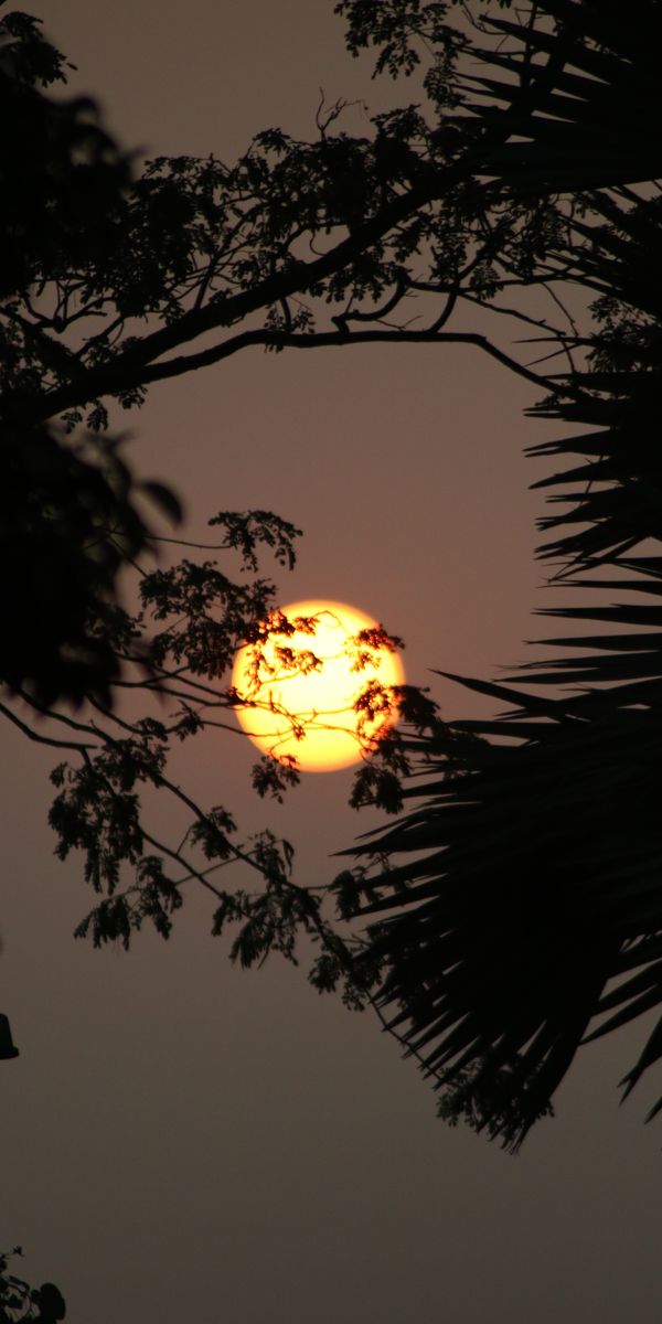 Serene Nature Phone Background Featuring Sunlight Through Tree Branches