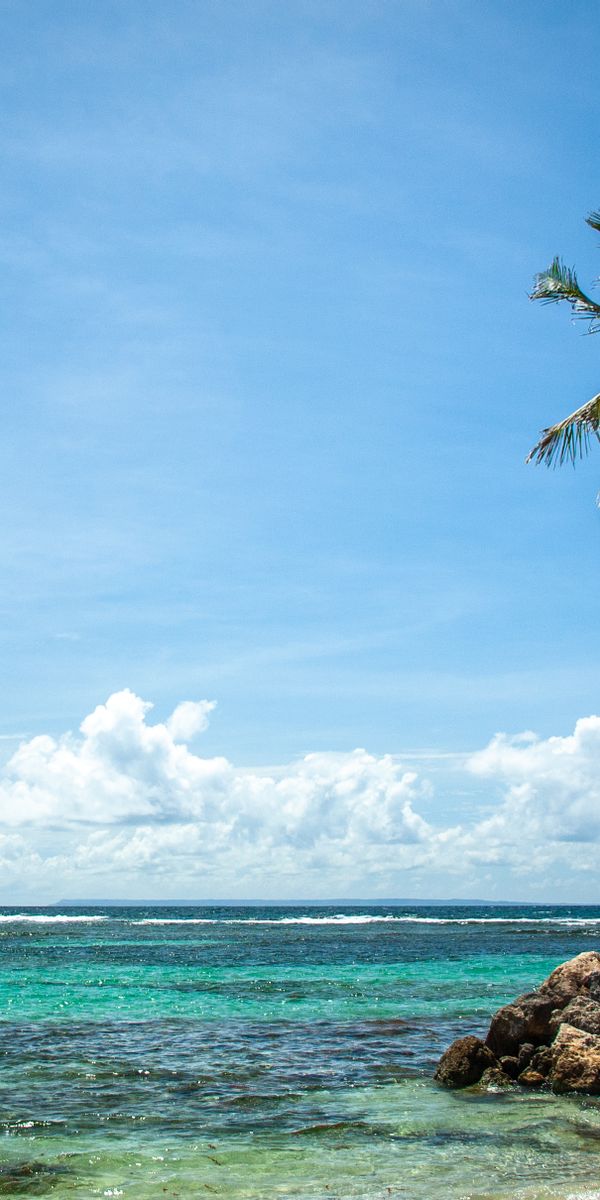 Tropical Island Wallpaper: Palm Tree by the Serene Sea in Summer