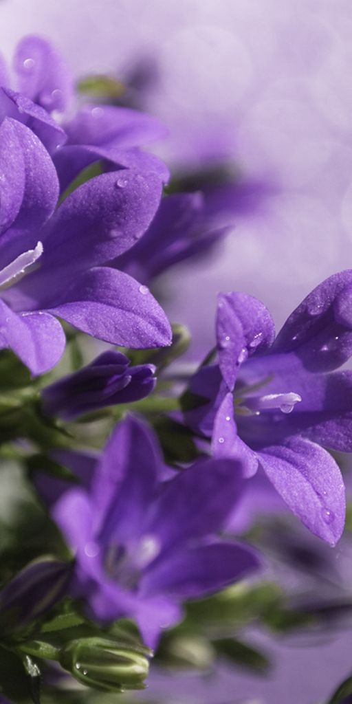 Phone wallpaper: Flowers, Violet, Plants free download