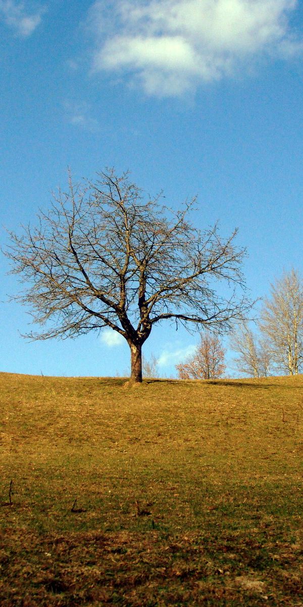 Cool Tree on a Hilltop - Perfect for Your Mobile Wallpaper
