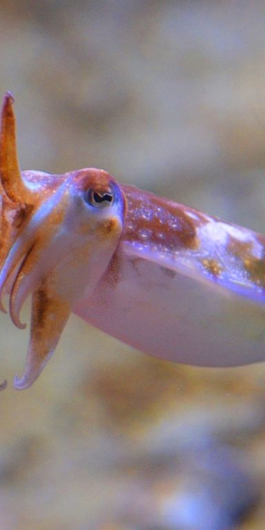 Phone wallpaper: Cuttlefish, Squid, Fishes, Blur, Animal free download