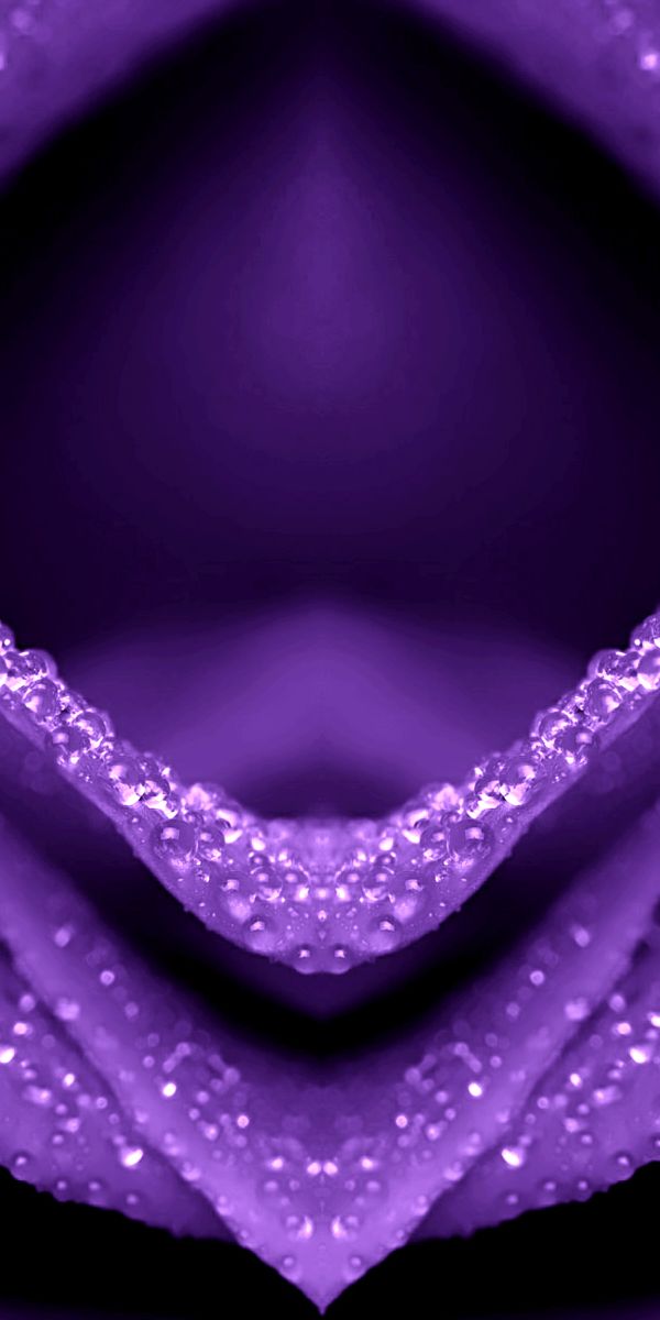 Beautiful purple flower mobile wallpaper featuring dew drops and rich colors