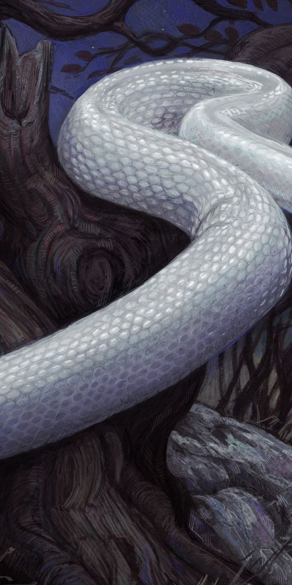 Phone wallpaper: Snake, Stones, Wood, Tree, Night, Art free download