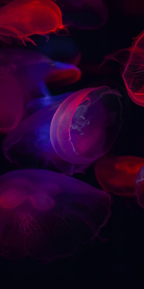Mesmerizing HD Phone Wallpaper Featuring Colorful Underwater Jellyfish