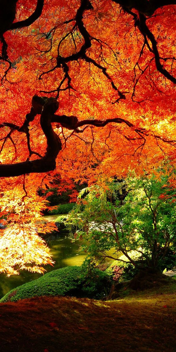 Vibrant Red Autumn Trees in a Serene Garden