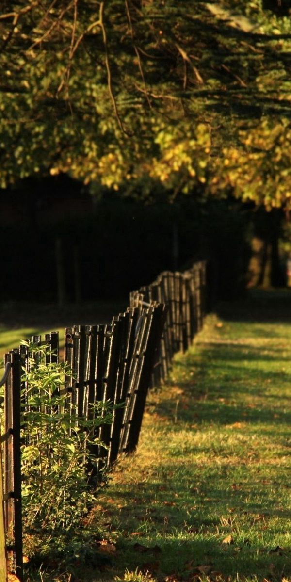 Phone wallpaper: Grass, Fence, Trees, Nature free download