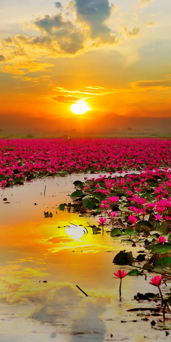 Breathtaking Pink Lotus Flowers Under a Vibrant Sunset