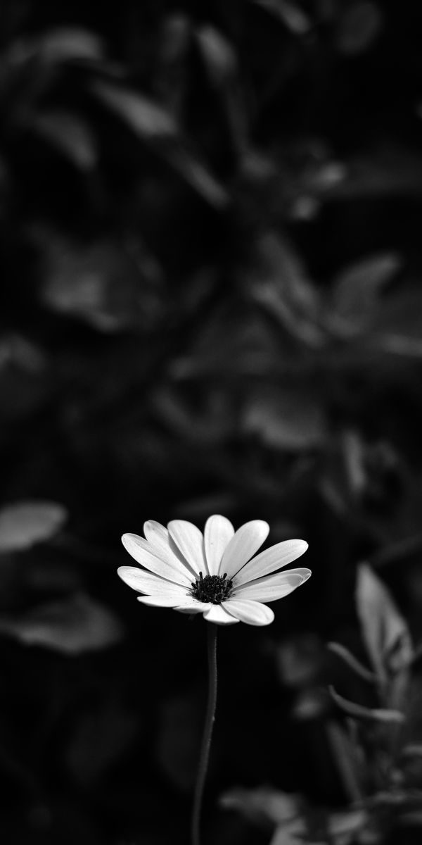 Epic Black and White Osteospermum Flower for Your Mobile