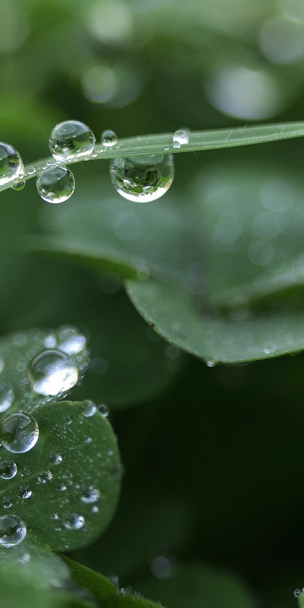 Captivating Wallpaper of Dew Drops on Lush Green Leaves in Nature