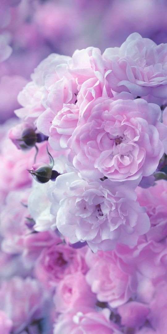 Beautiful Pastel Pink Roses Close-Up for Your Mobile Wallpaper