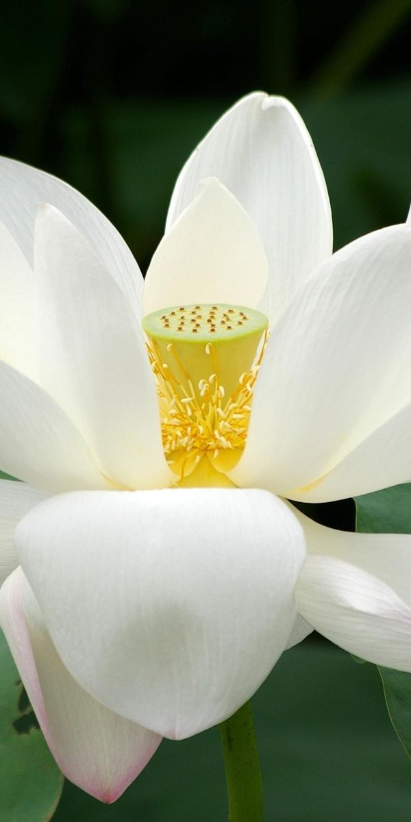 Phone wallpaper: Greens, Leaves, Close Up, Flower, Flowers, Lotus free download