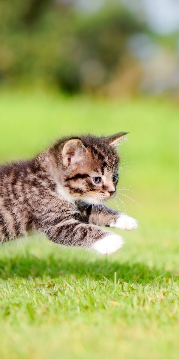 Phone wallpaper: Cats, Grass, Cat, Kitten, Blur, Animal, Baby Animal free download