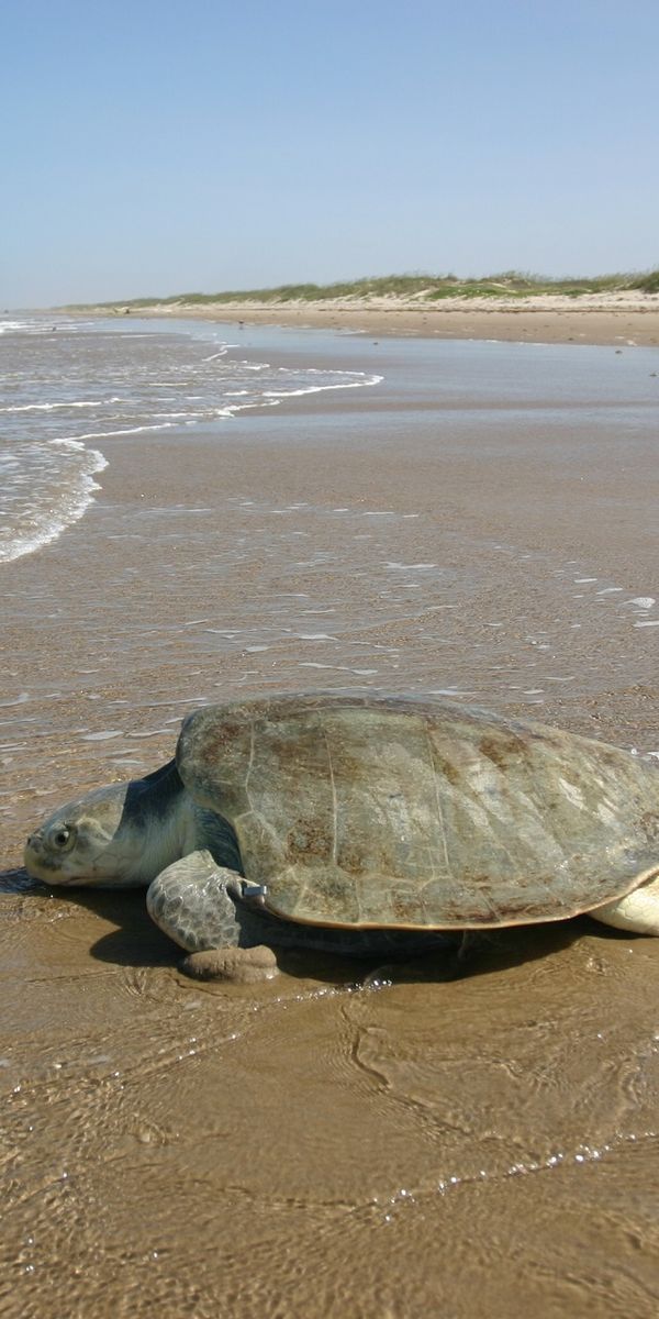 Beautiful Sea Turtle on the Beach