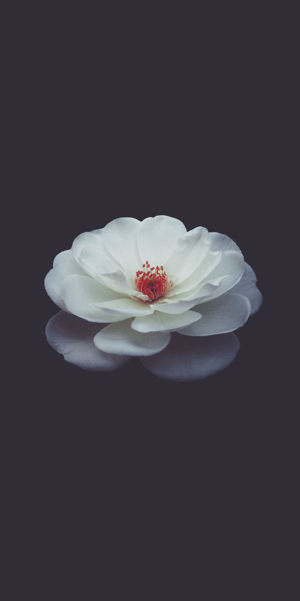 Beautiful white rose flower wallpaper for iPhone in 4K resolution