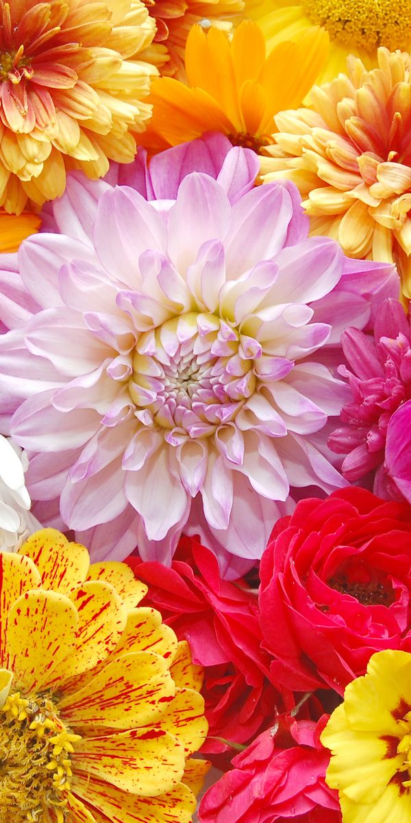 Phone wallpaper: Flowers, Flower, Earth, Colors, Colorful, Yellow Flower, Pink Flower free download
