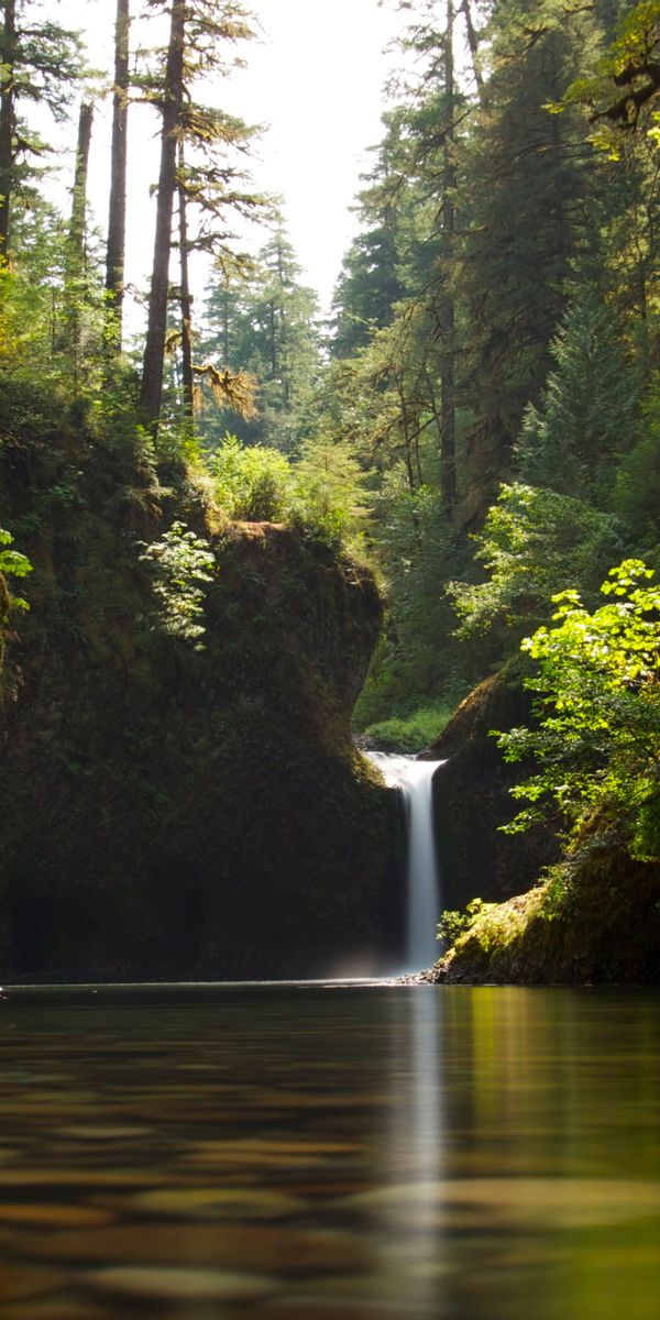 Serene Waterfall Surrounded by Lush Nature