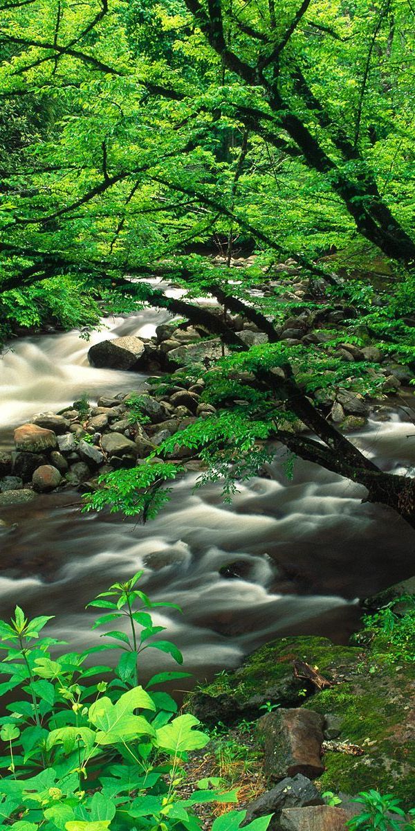 Tranquil Green Landscape with a Gentle Flowing River