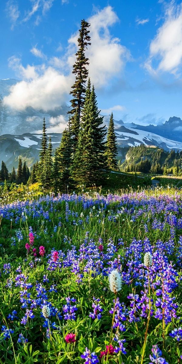 Phone wallpaper: Mountains, Flower, Earth, Field, Lupine, Purple Flower, Mount Rainier free download