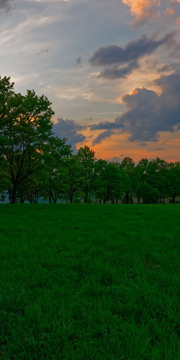 Phone wallpaper: Trees, Grass, Meadow, Sunset, Nature free download