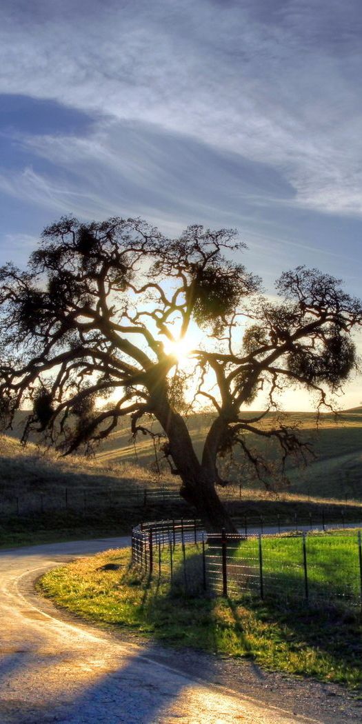 Sunset Road with Tree and Fencing in Nature