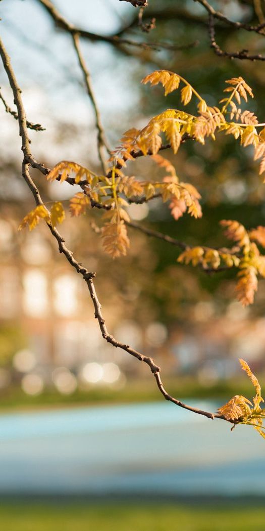 Phone wallpaper: Branches, Foreground, Leaves, Nature, Autumn, Blur free download