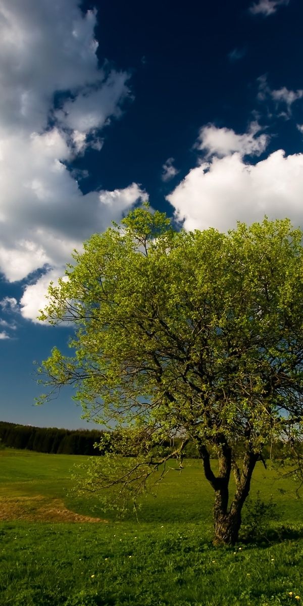 Beautiful Green Tree in a Bright Landscape Under a Blue Sky